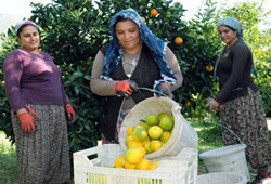 Finikede portakal hasadı başladı