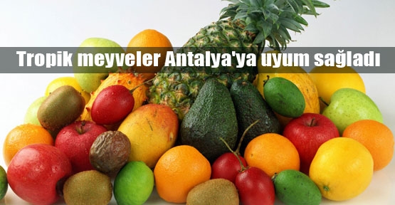 Antalya tropik meyve merkezi oluyor