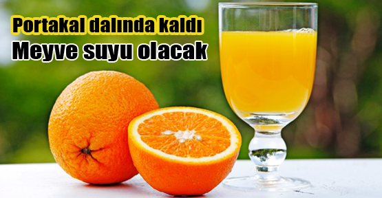 Antalya'da portakal hüsranı yaşanıyor