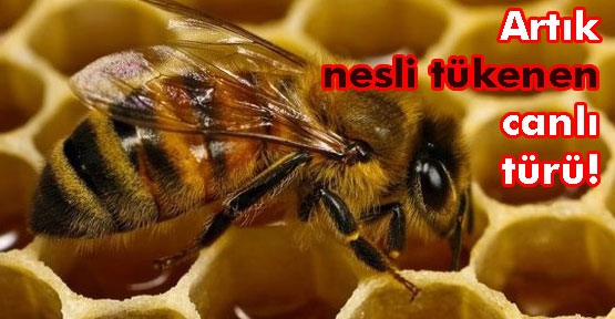 Avrupa arılar için seferber oldu