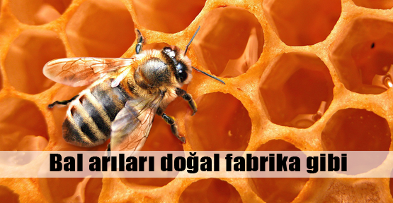 Bal arıları doğal fabrika gibi