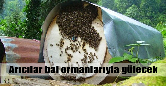 Bal ormanları arıcılığı uçuracak