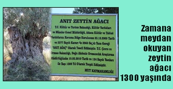 Bin 300 yıllık zeytin ağacı