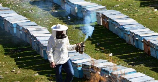 Bitlis arı sütü sağacak