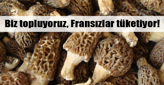 Biz topluyoruz Fransızlar yiyor