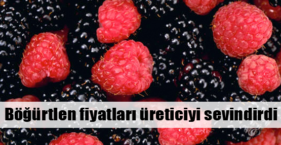  Böğürtlen, fiyatıyla üreticiyi sevindirdi