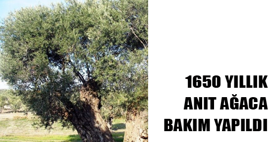 Bu ağaç tam 1650 yaşında