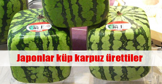 Bu karpuzun tanesi 100 dolar