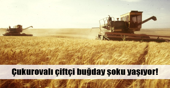 Buğdayda 'yarım hasad' hüznü!