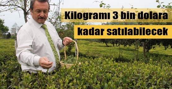 Çay pazarında Beyaz çay rüzgarı 