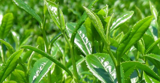 Çay üreticisine 'kimyasal' uyarısı
