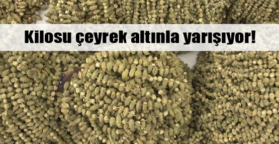 Çiçek Bamya altınla yarışıyor