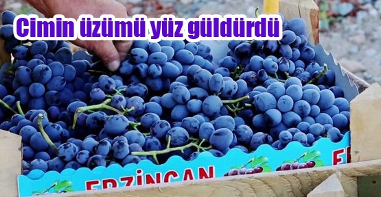 Cimin bağları bereket yağdırıyor