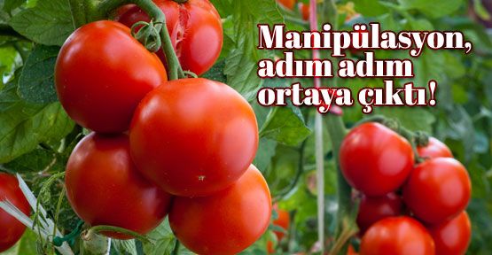 Domatesin yarı parası aracıya gidiyor!