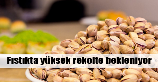 Fıstık, baklavacıyı umutlandırdı