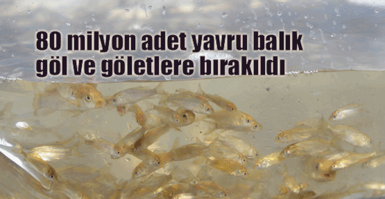 Göletlere 80 milyon balık bırakıldı