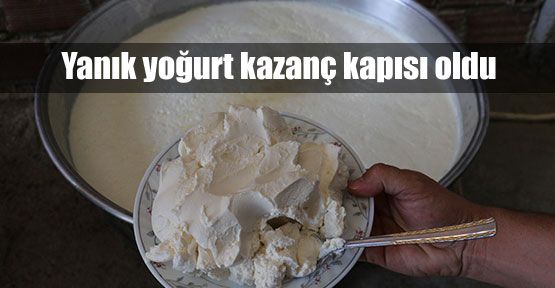 İsli Yoğurt kazanç kapısı oldu