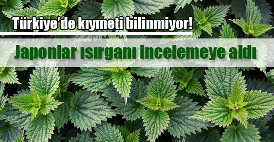 Japonlar ısırgan üretimini inceleyecek