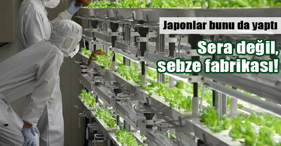Japonlar sebze fabrikaları kuruyor