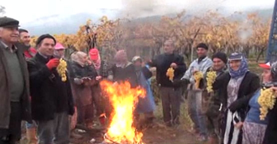 Kar altında üzüm hasadı