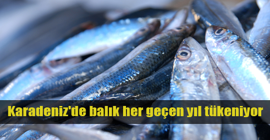 Karadeniz'in balıkları yok oluyor!