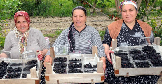 Karadut çiftçinin yüzünü güldürdü