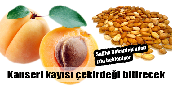 Kayısı çekirdeği kanseri bitirebilir