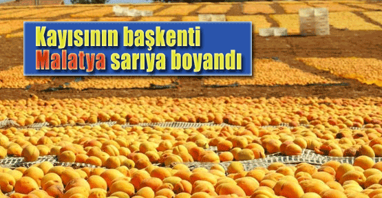 Kayısı kenti Malatya sarıya boyandı