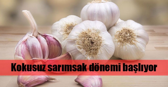 Kokusuz sarımsak dönemi başlıyor