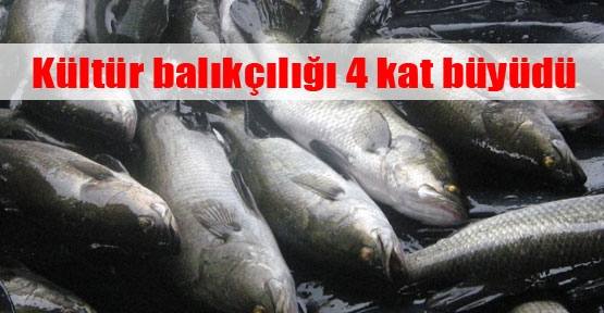  Kültür balıkçılığı 4 kat büyüdü