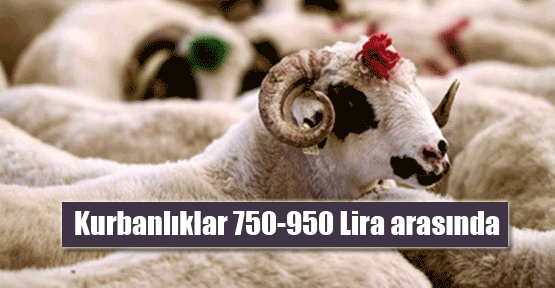 Kurbanlıklar 750-950 lira arasında