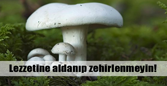 Lezzetine aldanıp zehirlenmeyin