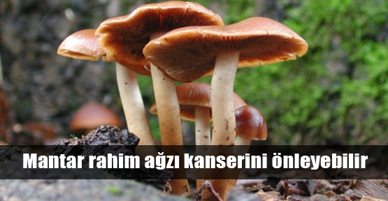 Mantar kanseri önleyebilir