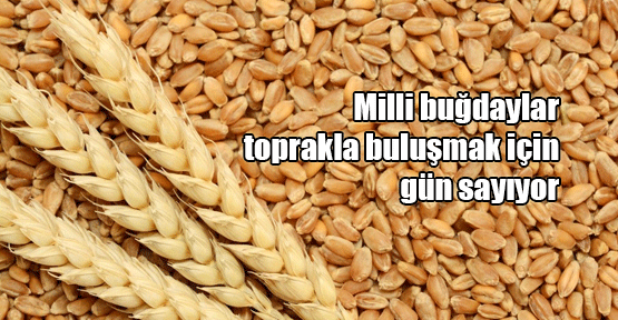 Milli buğdayımız toprakla buluşuyor