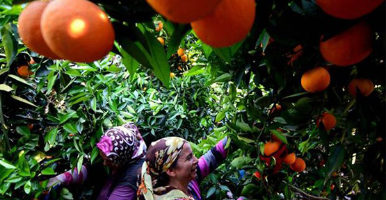 Narenciye hasad sezonu kapandı