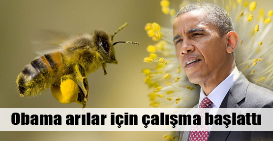 Obama arılar için çalışma başlattı