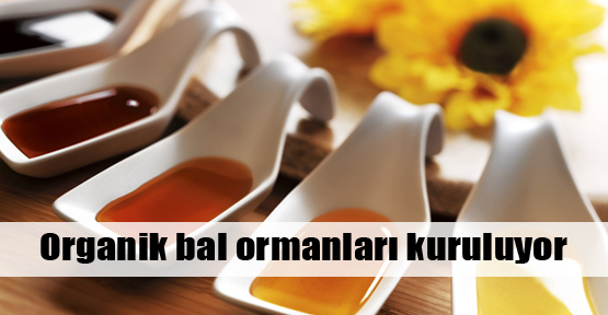 Organik bal ormanları kuruluyor