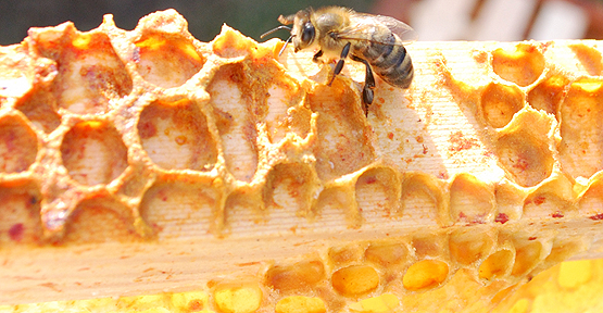 Propolis hücreleri yeniliyor