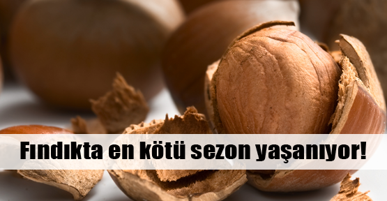 Tarihin en zorlu fındık sezonu yaşanıyor