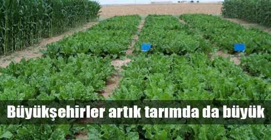 Tarımda büyükşehirlerin payı artıyor