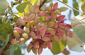 Antep Fıstığı hasadı başladı