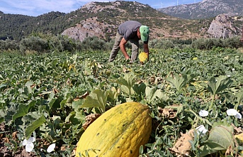 Kırkağaç kavununda hasat dönemi