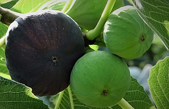 Siyah incirin dünya yolculuğu başladı