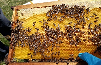 Çotla Bal Havzası Projesi‘nde bal akışı başladı