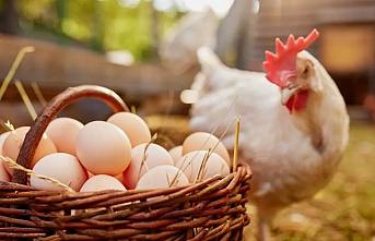 Yumurtacı tavuklara yeni standart geldi
