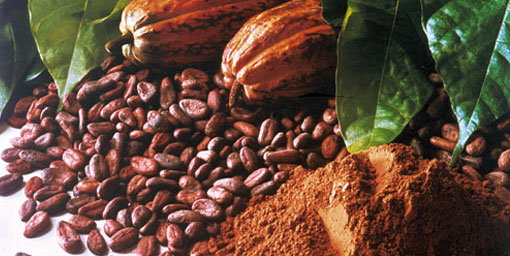 Üretim geriledi kakao fiyatları yükselebilir