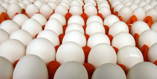 Yumurta fiyatları normale dönebilir mi? 
