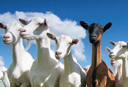 Koyun ve keçilere elektronik kimlik geliyor