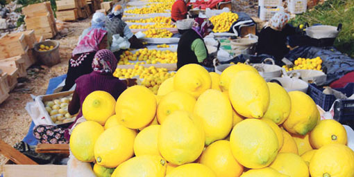 Limon üreticisi fiyattan memnun