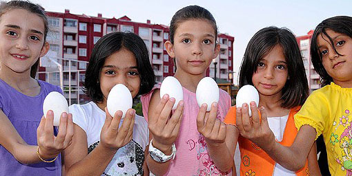 Öğrenciye sütten sonra yumurta katkısı